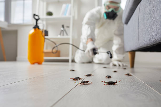 Commercial Rodent Management in Mission